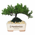 Medium Japanese Juniper Bonsai Tree in Cream 8" Rectangle Ceramic